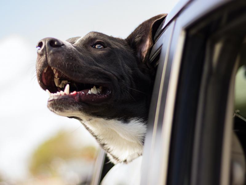 Ein Hund hält den Kopf aus einem Autofenster
